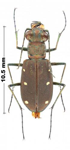 Cicindelidia ocellata